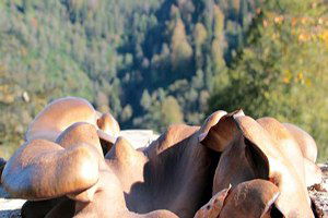 Kütüklerde İstiridye Mantarı Yetiştiriyorlar