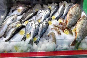 Kuzey Irak Türkiye`den Su Ürünleri İstiyor