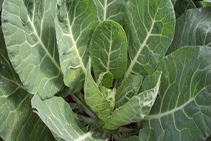 Lahanadaki Hastalık Rekolteyi Etkiledi