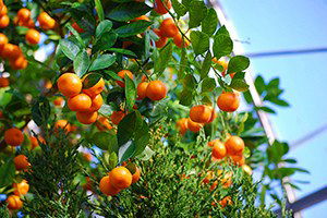 Mandalinada Düşük Rekolte Fiyatı Artıracak