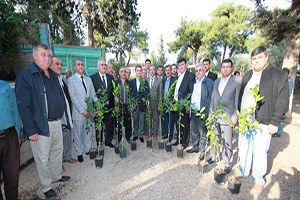 Mandarin Fidanı Dağıtımı Yapıldı