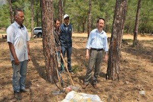 Mersin`de Orman Köylüsü Reçineden de Kazanacak