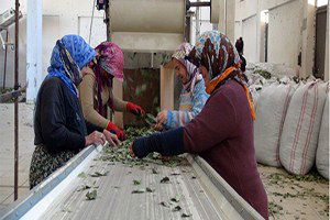 Mersin`den Amerika Ve Çin`e Yeşil Altın İhracatı