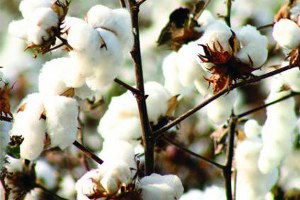 Yağış Milas Pamuğunu Olumsuz Etkiledi