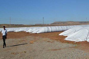 Mısır, Silolara Sığmıyor