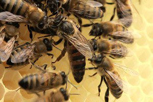 Muğla Arısının Sahiplenilmesi Gerek