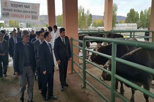 Muş`ta 47 Çiftiye 47 Damızlık Boğa Dağıtıldı