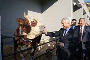 Mutlu Danalar Görücüye Çıktı