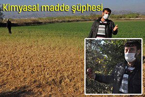 Narenciye Bahçesi Bir Günde Kurudu