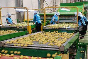 Narenciyede İhracat Sezonu İyi Başladı