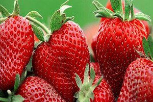 Niğde`nin Çileği Marka Olma Yolunda