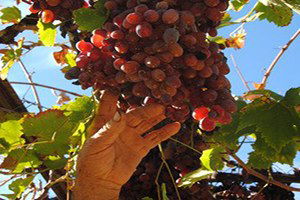 Numune Parası Ödeyemeyen Üzüm Yetiştiricisinin 4 Ton Ürünü Toplamadan Çürüdü