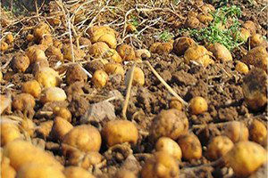 Şuhutlu Patates Üreticisini Bu Yıl `Mantar` Hastalığı Vurdu