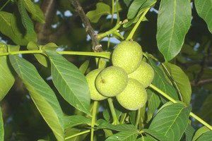 Sertifikalı Ceviz Yetiştiricileri Geliyor