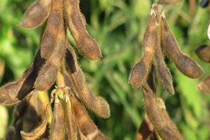 Samsun`da Çeltik ve Soya Hasadında Üretici Kazandı
