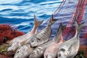 Su Ürünleri İhracatı Rekora Koşuyor