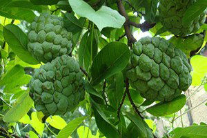 Tam Bir Şifa Deposu: Hint Ayvası