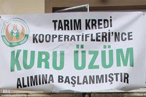 Tarım Kredi Üzüm Alımına Başlıyor