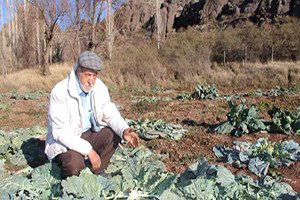 Tarladaki Lahanaları Çaldılar