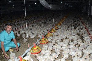 Tavukçuluk, Darende Ekonomisine Büyük Katkı Sağlıyor