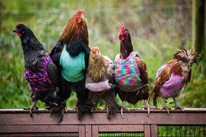 Tavukları Üşümesin Diye...