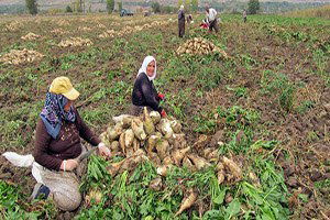 Tokat`ta Şeker Pancarında Rekolte Arttı