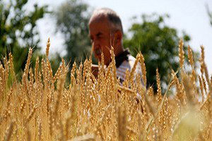 Türkiye Buğday Üretiminde Artış Öngörülüyor