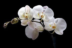 Dünya`ya Çukurova`dan Orkide İhracatı