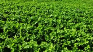 Çiftçi Yeni Sezondan Umutlu