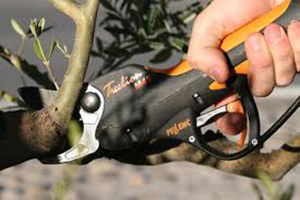 Üzüm Üreticisine Erken Budama Uyarısı