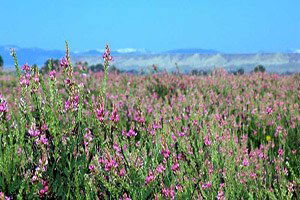 Yem Bitkileri Destekleme Ödeme Başvuru Süresi Doluyor