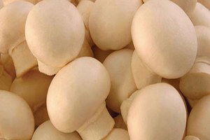 Türkiye Yemeklik Mantar Kongresi, Çukurova Üniversitesi`nde Yapıldı