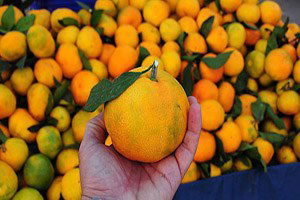 Yeni Cins Mandalina Piyasaya Sunuldu