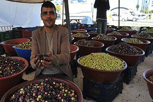 Zeytin Sezonu Başladı