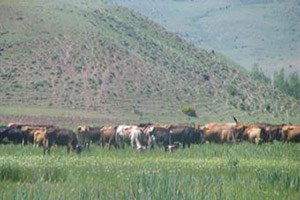 3 Mera Daha Islah Programına Alındı