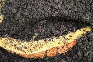 Üniversiteli Solucanlar Topraklarımızı Çoraklaşmaktan Kurtaracak!