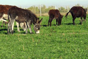 Adana`da `Eşek Çiftliği` Kuruldu