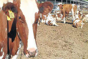 Adıyaman`da Şap Karantinası