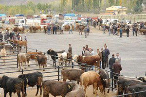 Afyon`da Şap Karantinası 2 Ay Daha Uzayabilir, Üretici ve Esnaf Tedirgin`