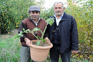 Ağaçta Yetişen Patlıcan Zehirli Çıktı
