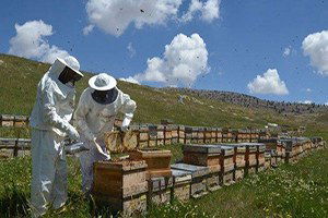 Eğriçayır Balına İtalya`dan Ödül