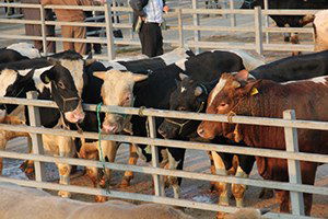 Aksaray`da Canlı Hayvan Borsası Kuruluyor