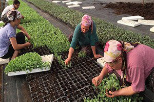Alım Garantili Üretime Kadın Eli Değdi