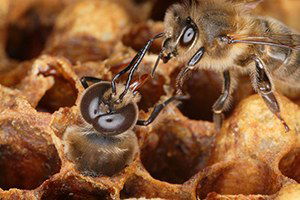 Ereğli`de Arı Yetiştiriciliği Kursu