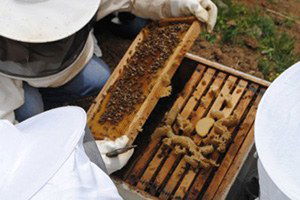 Arıcılık Kursuna Yoğun Talep