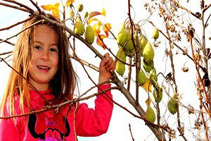 Armut Ağacı Aralık Ayında Meyve Verdi