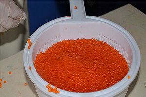 Bafra`dan Almanya`ya Havyar İhraç Edilecek