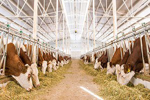 Başkent`te Dev Hayvancılık Bölgesi