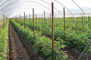 500 Milyon Dolarlık Fuar