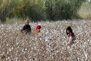 Beyaz Altına Rekor Fiyat